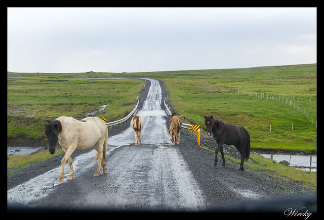 Cruce con caballos en carretera 59 de Islandia