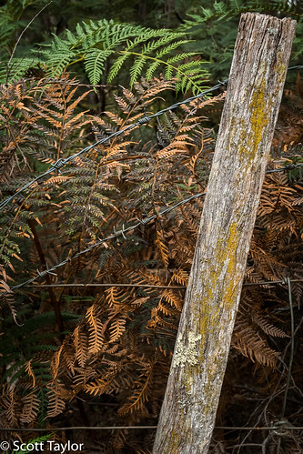 plant launcenston landscape fern plants handheld australia canong7x colours photoshopcc tasmania canon lightroom colour