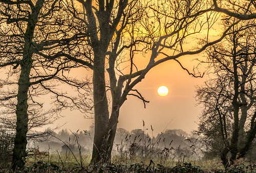 sunrise countryside tree trees mist landscape