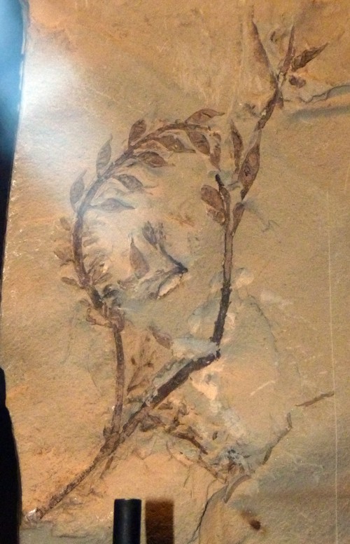 Archaefructus liaoningensis 21568696941_cc5360ded0_o