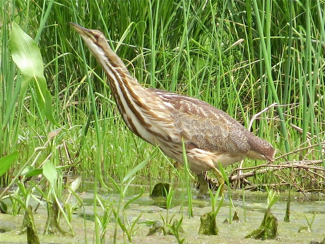 American Bittern at The Grove Park in McLean County, IL 06