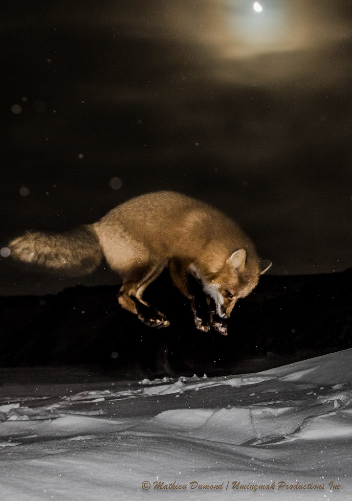 Red fox jumping under the moon-4846