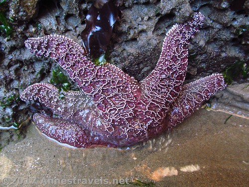 A sea star in the Punchbowl, Oregon
