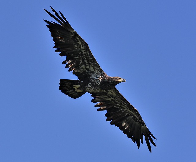 Immature Bald Eagle--cropped