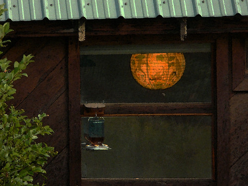 light window birdfeeder japaneselantern metalroof creedecolorado