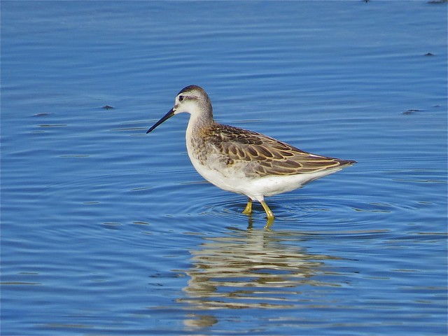 Wilson's Phalarope at El Paso Sewage Treatment Center in Woodford County, IL 08