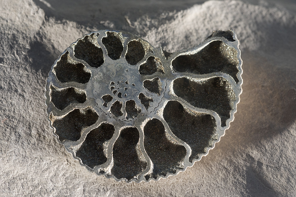 Pyritized Ammonite fossil