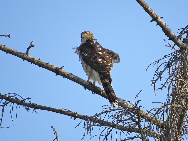 Cooper's Hawk in Champaign, IL