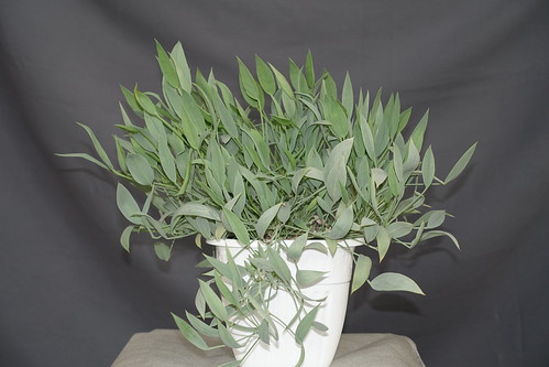 Wintering Pelargonium lanceolatum