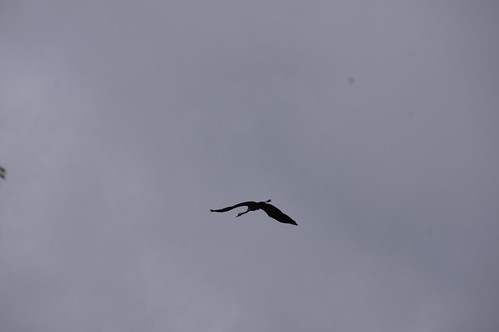 bird crane midsommar trana blåberga