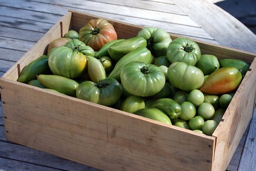 green tomatoes IMG_4357