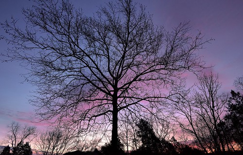 morning tree sunrise quiet kentucky serene bardstown nelsoncounty bardstownkentucky nikond810 bostonkentucky