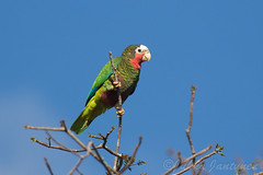 Cuban Parrot (Amazona leucocephala), Mar 4 2017, near Najasa, Cuba