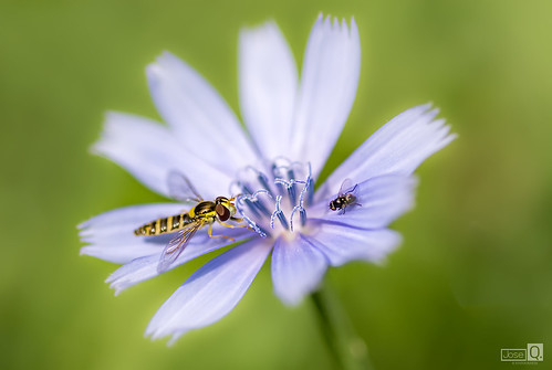 animal pareja flor desenfoque campo mosca insecto airelibre macrofotografia sirfido