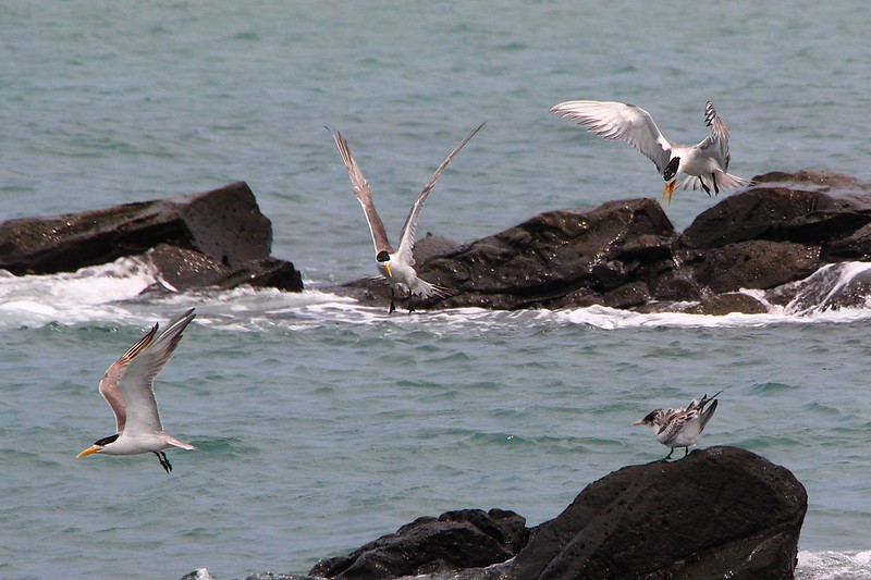 IMG_3155 鳳頭燕鷗 Greater Crested Tern