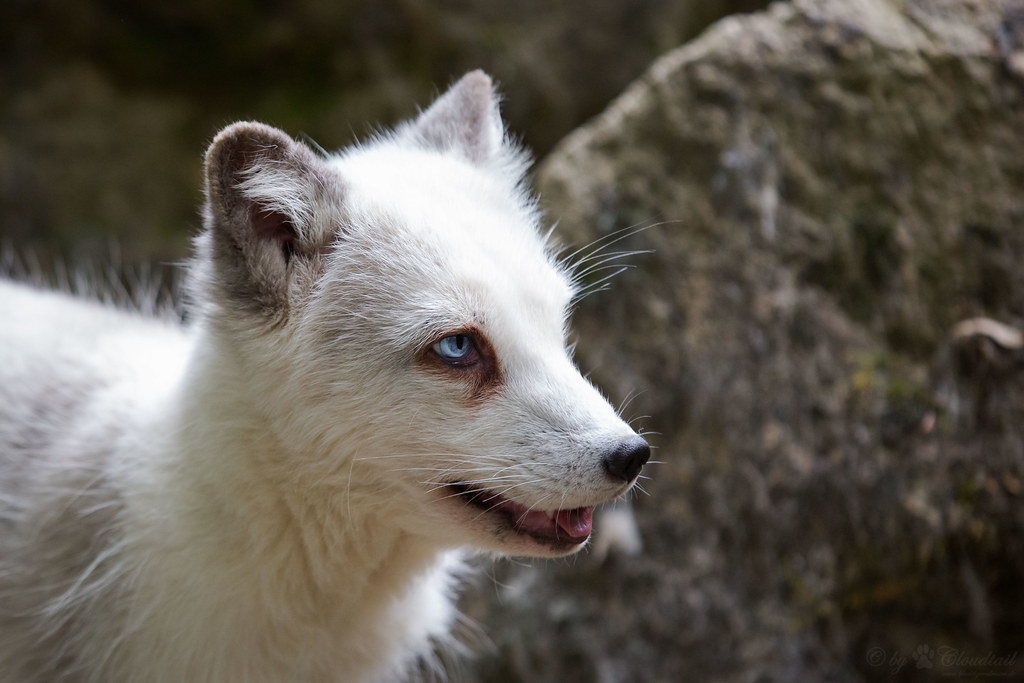 Polar fox