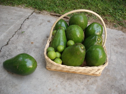 Basket of avocados and limes