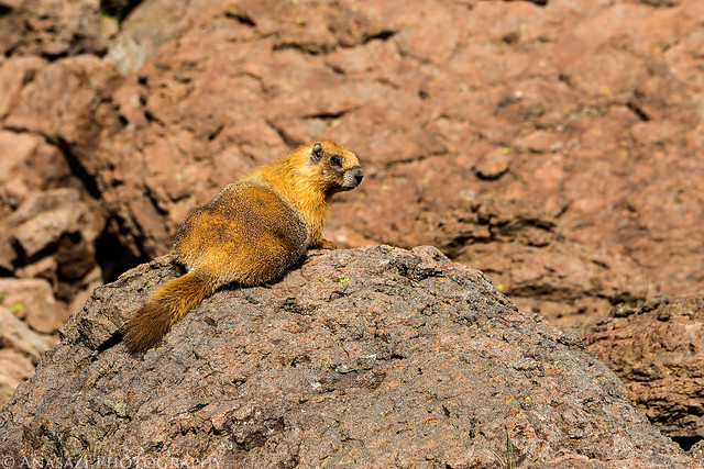 Marmot on a Rock
