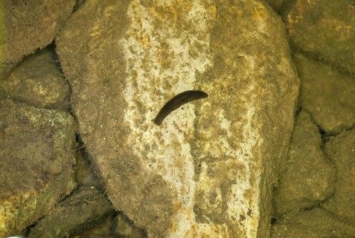 california water stream slug aquatic mollusk invertebrate modoccounty modocnationalforest cavelakecampground