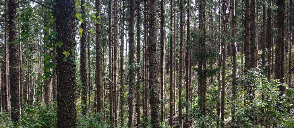 Hoop Pine Plantation Forest