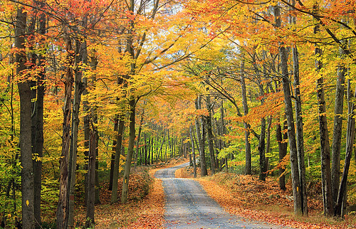 road autumn trees forest driving pennsylvania foliage creativecommons poconos deciduous gravelroad woodsroad lackawannacounty lackawannastateforest temperatedeciduousforest pinchotstateforest