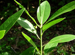 Yellow-green foliage, feel waxy, larger, leaves point up
Hard, brown buds
Brown star-shaped seed pods