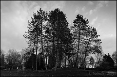 Des arbres - Photo of Noroy-le-Bourg