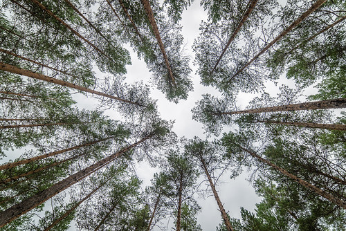 trees norway pine forest august furu 2015 trekroner vidvinkel krødsherad furuskog samyang14mm rokinon14mm