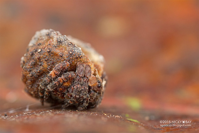Roly poly orb weaver (Xylethrus scrupeus) - DSC_3982