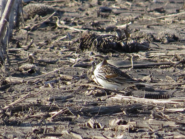Lapland Longspur in Livingston County, IL 01
