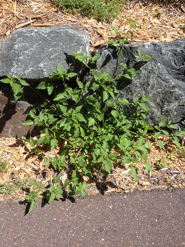 Black Nightshade