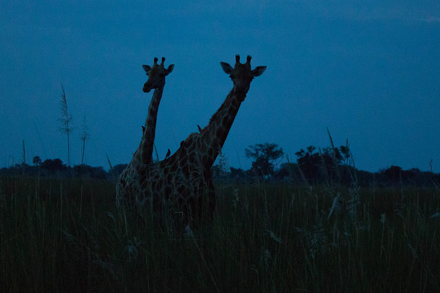Sunset giraffes
