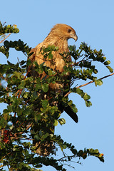 Whistling kite, Marlgu Billabong, Parrys Lagoon CR8B7581