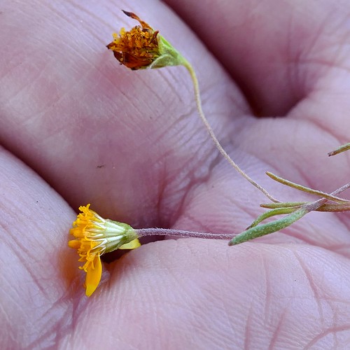 asteraceae flower jasperridgebiologicalpreserve jrbp serpentine lasthenia goldfields