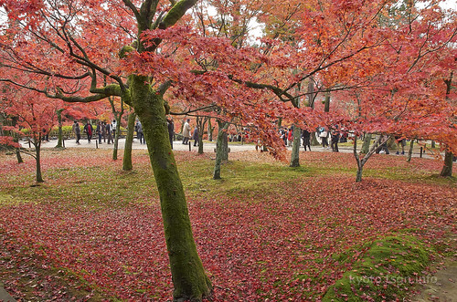 【写真】2014 紅葉 : 東福寺/2019-10-18/IMGP7522