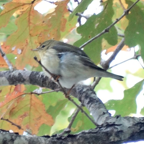 statepark bird fall virginia warbler
