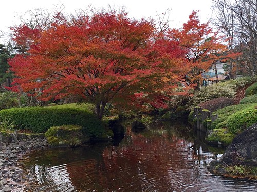 autumn nature japan 紅葉 秋 sendai 自然 miyagi 宮城県 仙台市青葉区