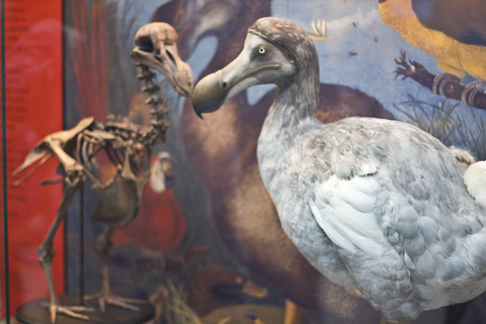 oxford university museum of natural history, dodo, skeleton, tortoise, camel, laila