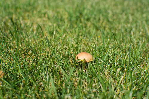 plants brown green mushroom grass closeup warm outdoor sunny depthoffield iphoto nordrheinwestfalen lenningsen