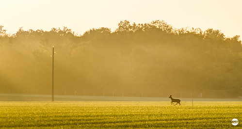 field animal sunrise de soleil running normandie normandy roe champ chevreuil lever
