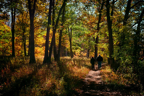 family autumn trees light shadow red orange dog ontario canada fall nature leaves yellow forest leaf woods couple quiet afternoon path walk hamilton peaceful together trunks stroll rbg princesspoint