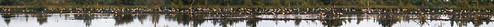 panorama birds crane vögel kraniche flockofbirds kranich vogelschwarm wildlifeanimal grauerkranich eurasischerkranich tisterbauernmoor wildlebendestier