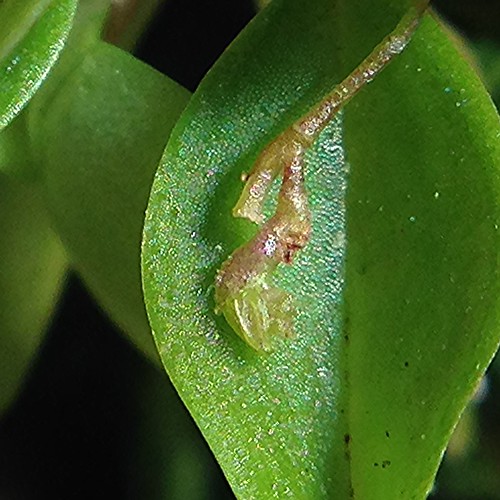 Lepanthes telipogoniflora closeup with 12.5x macro lens!