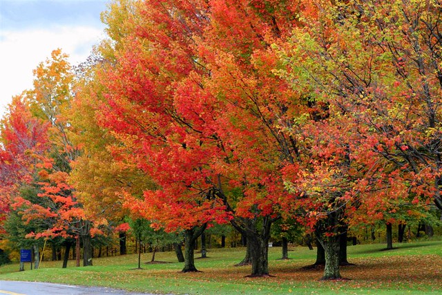 Fall Foliage Autumn Trees New England