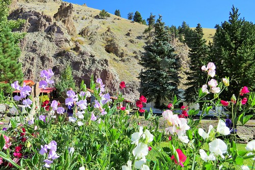 flowers autumn color fall colorado sweetpeas creede mineralcounty silverthreadscenicbyway