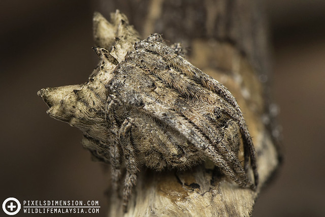 Tree-Stump Spider- Poltys cf. illepidus ♀