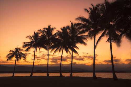 trees sunset au australia palm queensland portdouglas