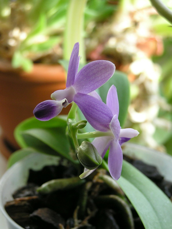 Doritaenopsis Purple Martin 'KS'
