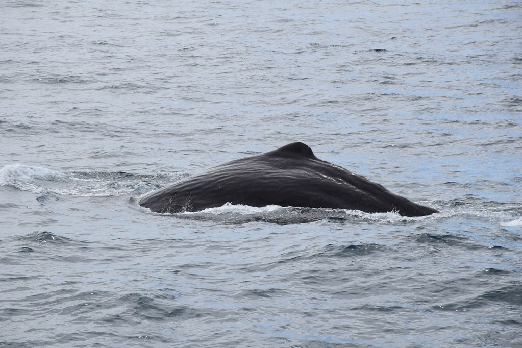 凯库拉观鲸-鲸鱼潜入 (1280x853)