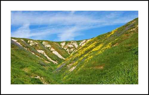 california 2017wildflowers 2017 wildflowers kerncounty eschscholzialemmoniisspkernensis tejonpoppy eschscholzialemmonii lupinusmicrocarpus chicklupine monolopialanceolata hillsidedaisy phaceliatanacetifolia tansyleafedphacelia tejonhills